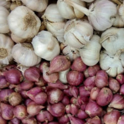 garlic and onions-11 250x250